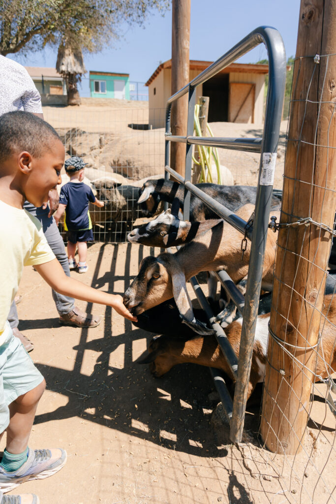 Children having fun with animals at the farm in Valley Central CA