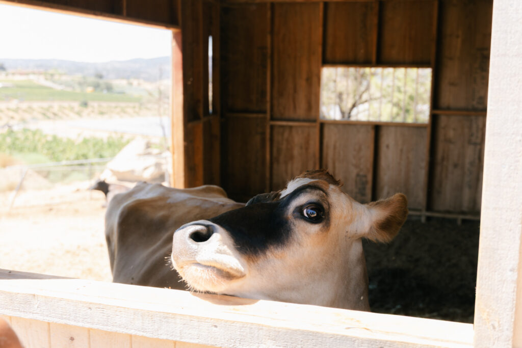 Cow at The Happy Heart Haven in Valley Central CA